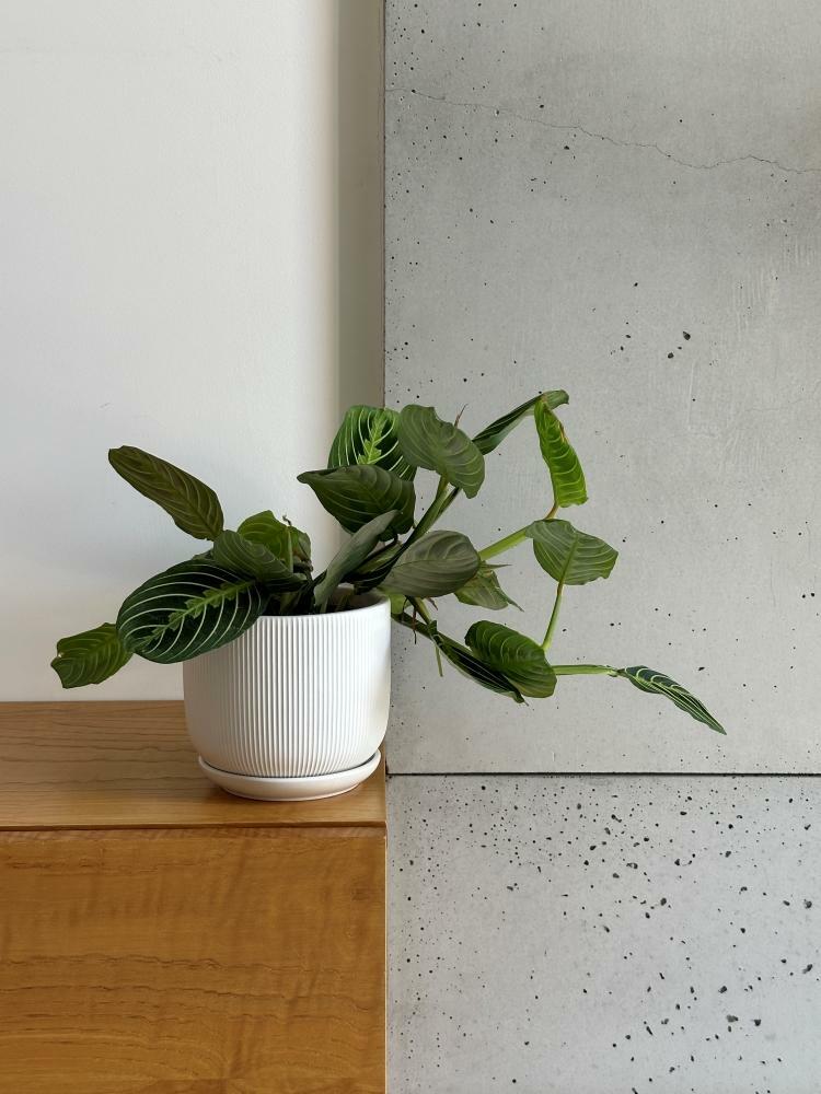Plantenpot Barcelona – Ø 14 cm / H 12 cm Plantenpot Barcelona – Ø 14 cm / H 12 cm - foto 2