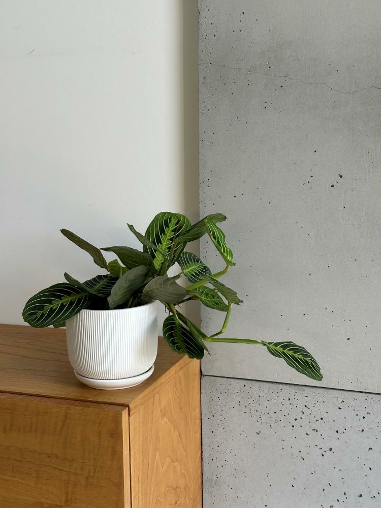 Plantenpot Barcelona – Ø 14 cm / H 12 cm Plantenpot Barcelona – Ø 14 cm / H 12 cm - foto 3