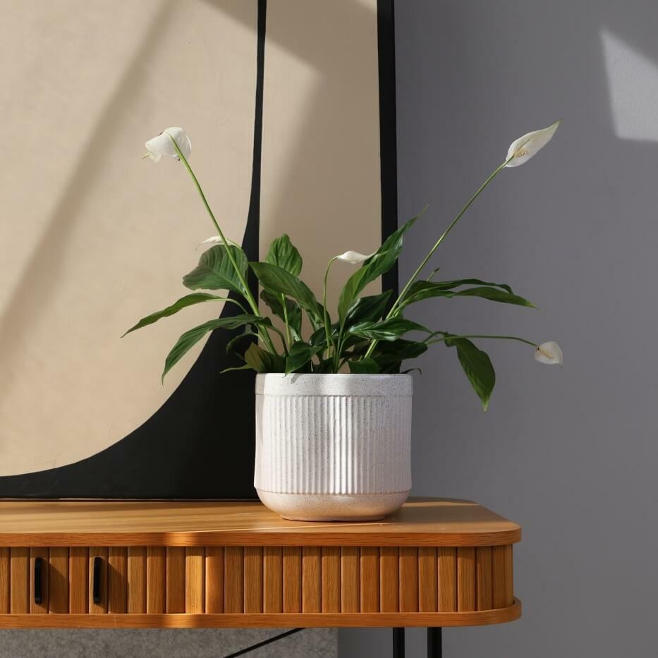 Plantenpot Nieuw 2026 – Ø 17 cm / H 16 cm Plantenpot Nieuw 2026 – Ø 17 cm / H 16 cm - foto 2