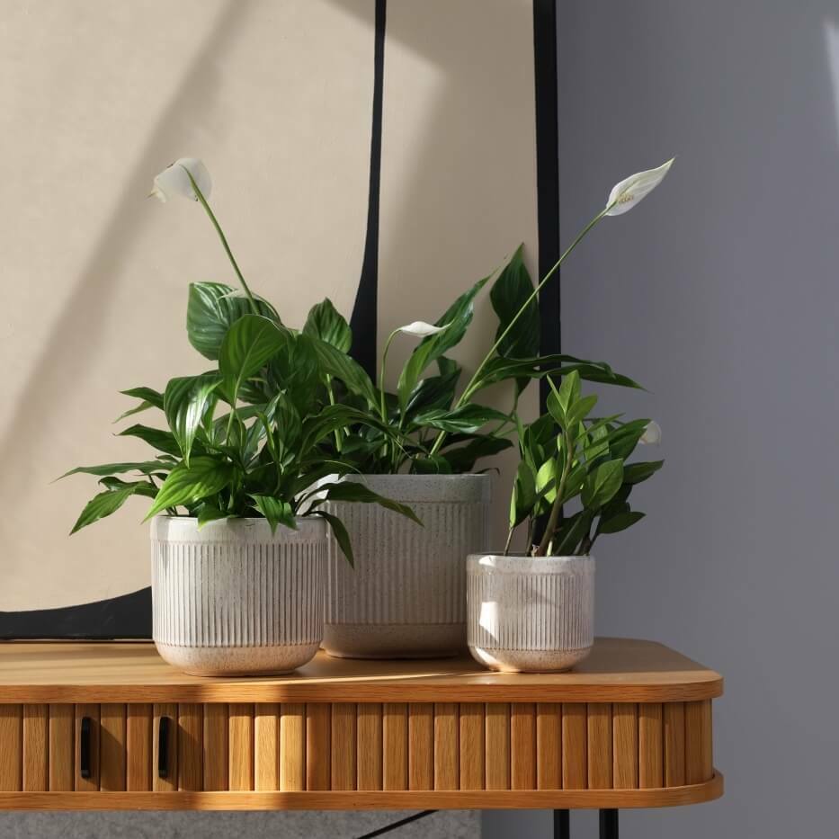 Plantenpot Nieuw 2026 – Ø 22 cm / H 21 cm Plantenpot Nieuw 2026 – Ø 22 cm / H 21 cm - foto 2