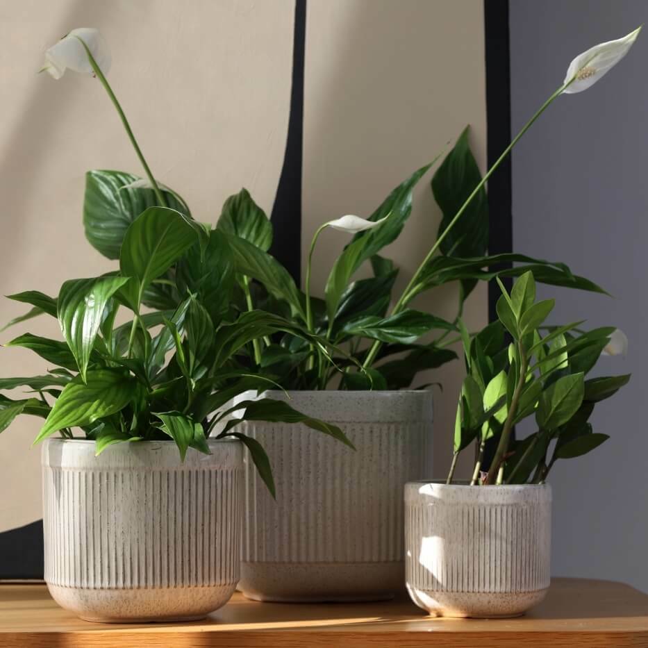 Plantenpot Nieuw 2026 – Ø 22 cm / H 21 cm Plantenpot Nieuw 2026 – Ø 22 cm / H 21 cm - foto 3