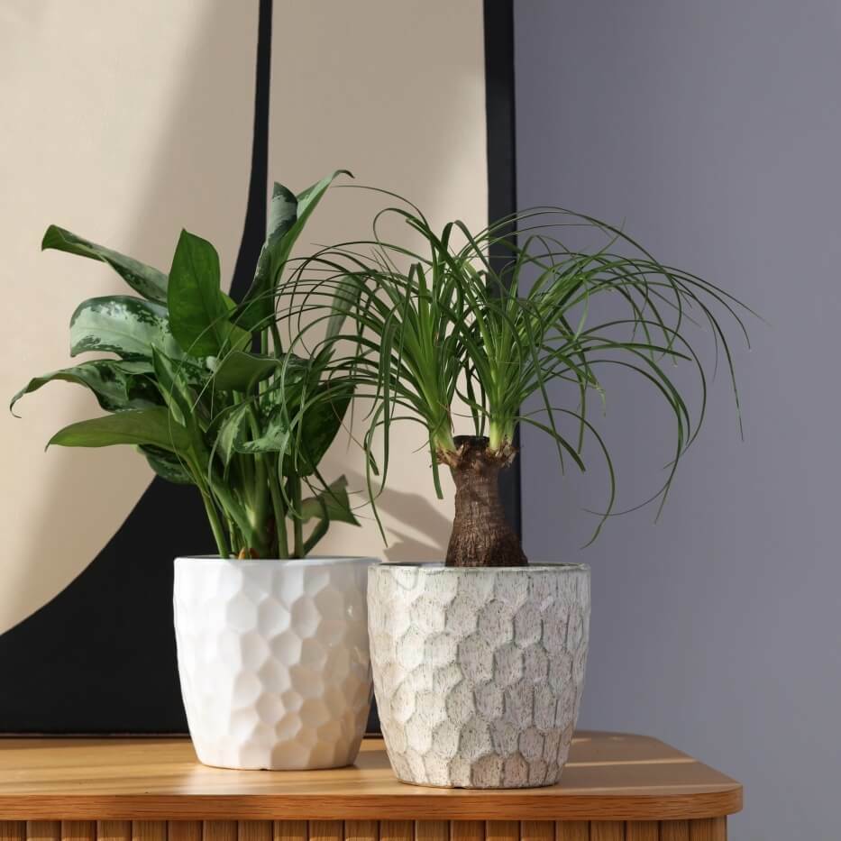 Plantenpot Nieuw 2026 – Ø 21 cm / H 19 cm Plantenpot Nieuw 2026 – Ø 21 cm / H 19 cm - foto 5