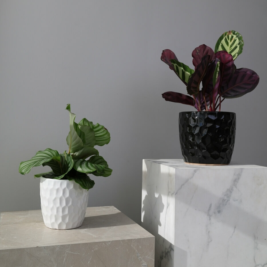 Plantenpot Nieuw 2026 – Ø 21 cm / H 19 cm Plantenpot Nieuw 2026 – Ø 21 cm / H 19 cm - foto 4