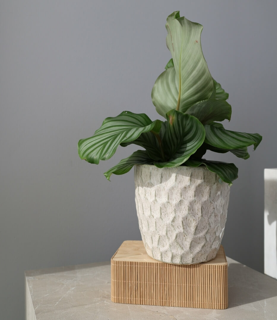 Plantenpot Nieuw 2026 – Ø 17 cm / H 16 cm Plantenpot Nieuw 2026 – Ø 17 cm / H 16 cm - foto 3