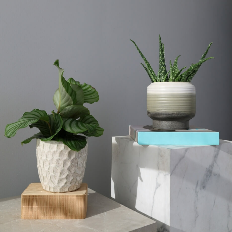 Plantenpot Nieuw 2026 – Ø 17 cm / H 16 cm Plantenpot Nieuw 2026 – Ø 17 cm / H 16 cm - foto 4