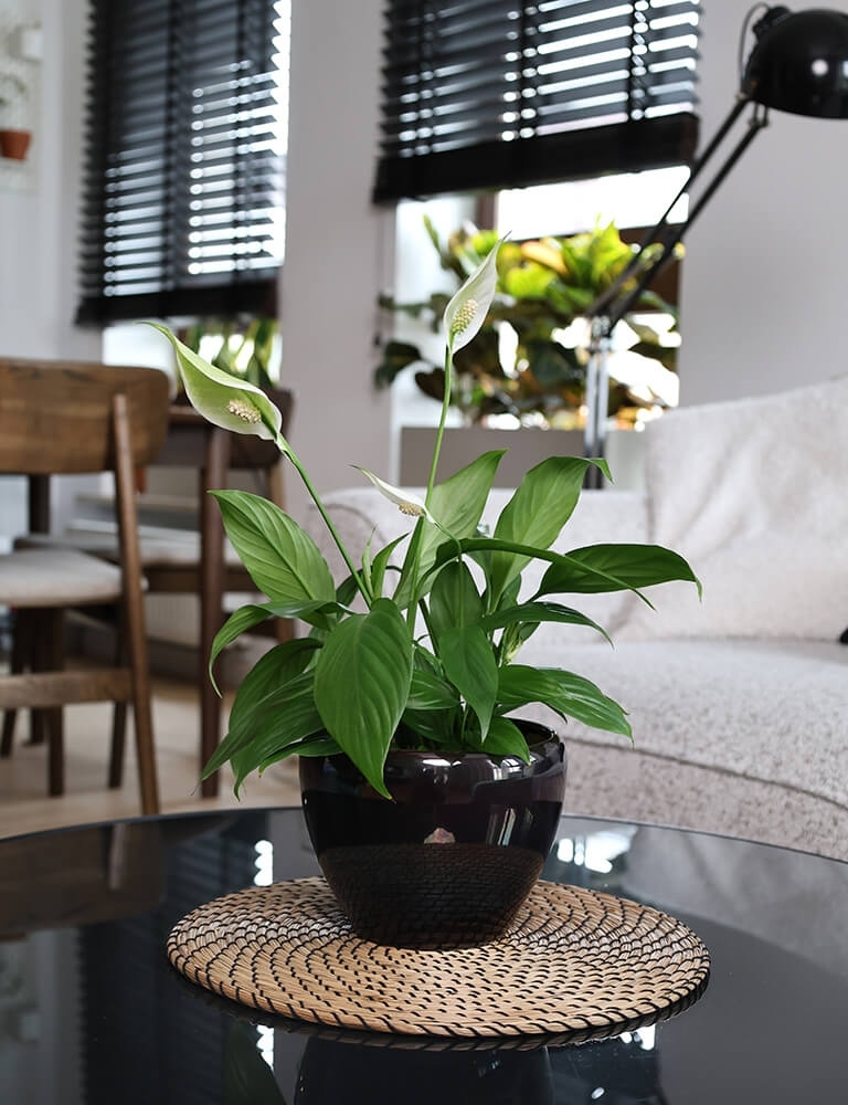 Plantenpot Mood – Ø 19 cm / H 14 cm Plantenpot Mood – Ø 19 cm / H 14 cm - foto 4